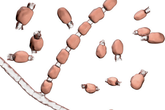 Fungi Coccidioides immitis, saprophytic stage, 3D illustration showing fungal arthroconidia. Pathogenic fungi that reside in soil and can cause infection coccidioidomycosis, or Valley fever