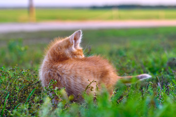 ginger kitten in the grass