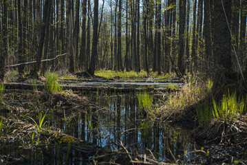 Wet black alder forest in spring