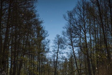 Reflection of trees in water