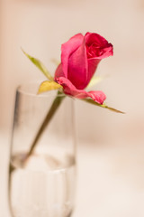 red rose in a glass