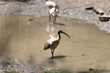 Vogel mit großem Schnabel steht im Wasser