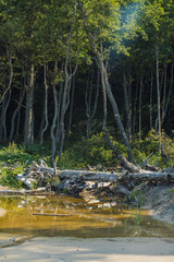 Secret spot with small stream, old log