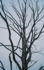 Dead oak tree, white sky