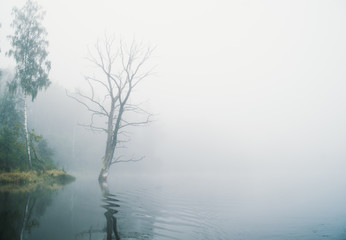 Dead tree with reflection, heavy fog