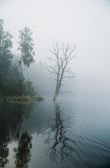 Dead tree with reflection, heavy fog