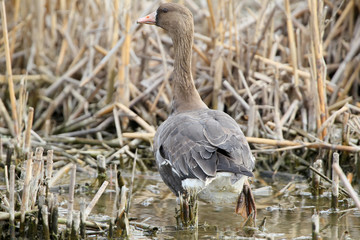 Lonely young white-fronted goose. Maybe Lacked from the pack. Maybe injured.