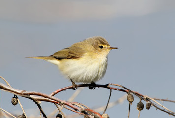  Close-up portrait of a chiffchaff sitting on a branch with berries  silverberry or wolf-willow , on a blue sky background ,