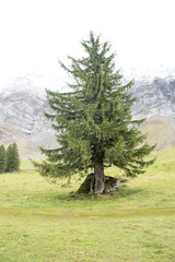 Fototapeta premium Beautiful view of valley mountain Saentis, Switzerland