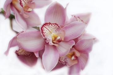 Close-up of pink Orchid flower Cymbidium isolated on white background.
