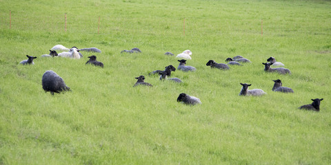 Moutons noirs et moutons blancs