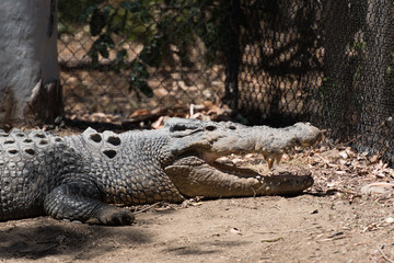 Kopf eines Krokodils mit offenem Maul