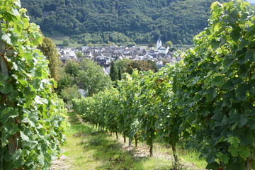 Winningen an der Mosel