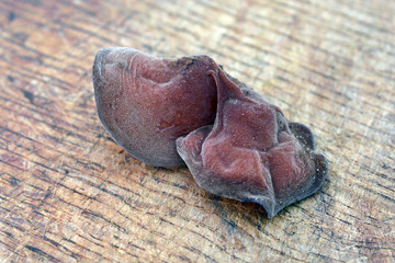 auricularia auricula-judae mushroom