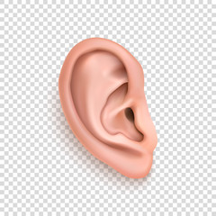 Vector realistic human ear icon closeup isolated on transparency grid background. Design template of body part, human organ - obrazy, fototapety, plakaty