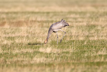 Obraz na płótnie Canvas Young gray crane grazing in dry grass