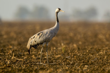 A male of a grey crane stands on the ground and looks at camera