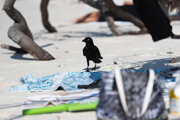 Diebische Elster am Strand auf Beutezug