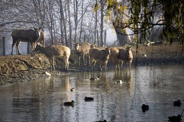 Milu deer gathered around a pond with ducks © Emil