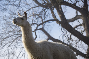 White lama with branches from a large tree in the background