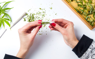 Girl wrapping marijuana joint top view