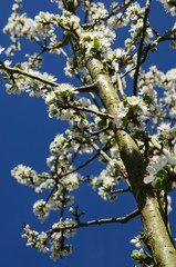 branch of pear blossom against deep blue sky