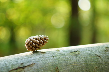 pine cone with bokeh background