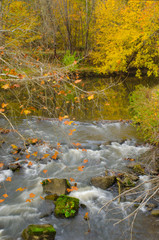 Obraz na płótnie Canvas Water cascading over rocks in a river with yellow trees on an Autumn day