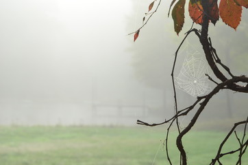 Dew covered Spider web near a pond with a dock encased in early morning fog
