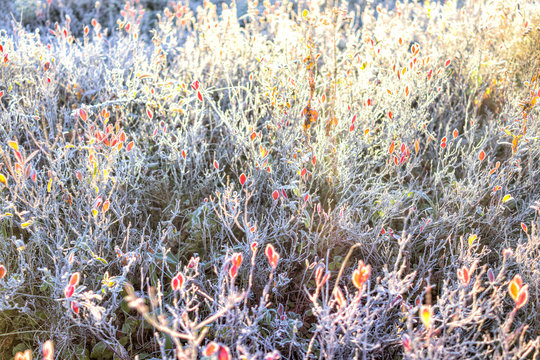 Many Colorful Red Blueberry Bushes In Autumn Fall Showing Detail, Texture And Pattern With Frost Snow Sunrise Dawn In West Virginia