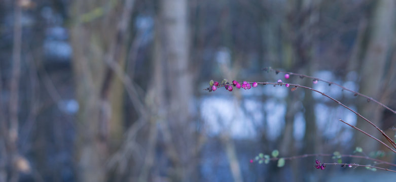Knospen Winter