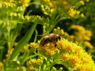 beautiful yellow natural flowers with bee,insect from near-close up,macro details