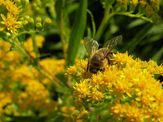 beautiful yellow natural flowers with bee,insect from near-close up,macro details