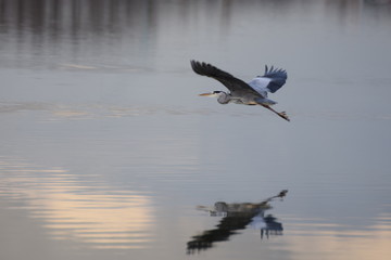 Flying heron over lake with refection on an autumn day in the netherlands