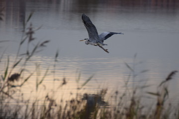 Flying heron over lake with refection on an autumn day in the netherlands