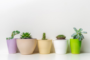 Small succulent plants in pots in home interior