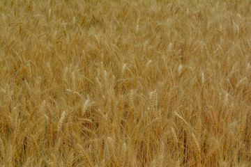Wheat field closeup. Ears of golden wheat close up. Rich harvest field Concept