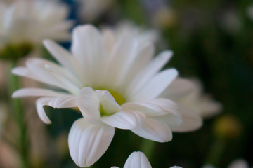 Obraz na płótnie Canvas Chamomile. White and yellow flower. Flowering plant.
