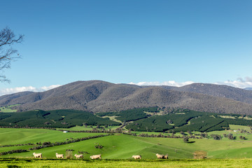 Fototapeta na wymiar view in Victoria high country