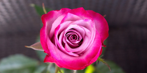 Rose. Decorative pink rose. Elegant romantic flower.