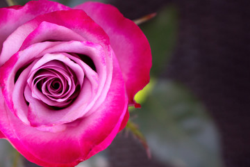 Rose. Decorative pink rose. Elegant romantic flower.