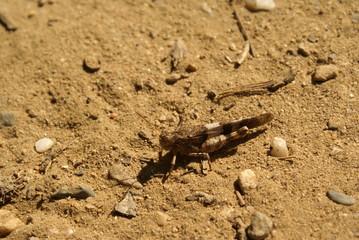 Heuschrecke