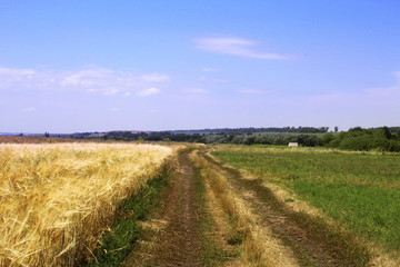 Fototapeta na wymiar a dirt road between the wheat field and green grass