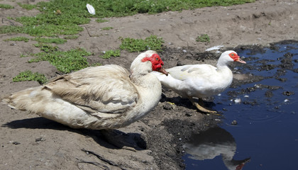 Fototapeta premium a pair of rustic white musk ducks