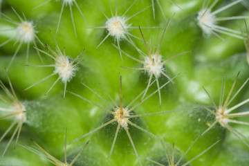 Cactus macro