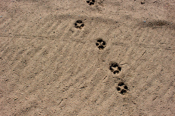 Footprint. Footprints of animals on the sand.