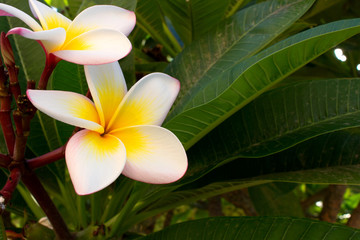 Fototapeta premium Plumeria. Beautiful White tropical flower. Exotic plant.