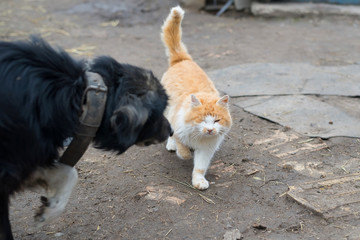 Naklejka na ściany i meble Yard dog on a chain with envy looking at walking ginger cat.