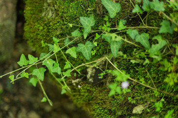 Hedera helix, Ivy on a background of green moss with a selective focus. Soothes natural wallpaper The concept of ecology
