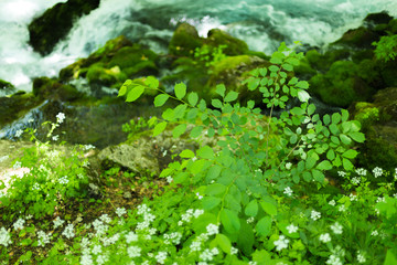 Small mountain waterfall on the rocks covered with moss deep in the forest. Calming nature background.Soft focus